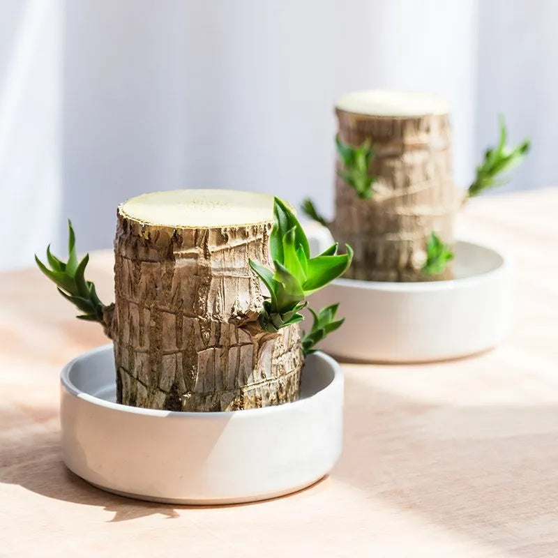 Decoratieve houten plant
