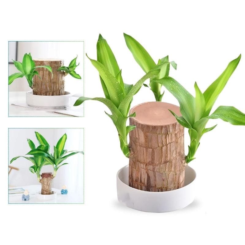 Onderhoudsarme kamerplant, luchtzuiverend Braziliaans hout, hydrocultuurset, kleine geluksplant