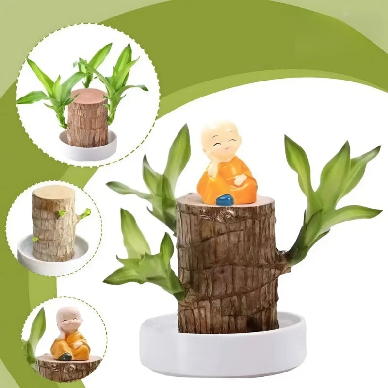 Onderhoudsarme kamerplant, luchtzuiverend Braziliaans hout, hydrocultuurset, kleine geluksplant